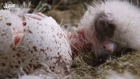 النسر الذهبي: وهج الشمس الأول - الحلقة الأولى