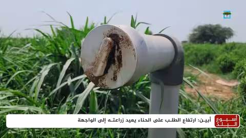 ازدهار زراعة الحناء في أبين: فرصة اقتصادية لمزارعي اليمن