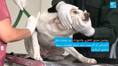 جهود مكافحة الكلاب الضالة وتوفير الرعاية البيطرية