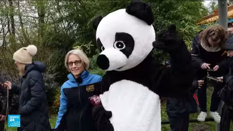 وداع الباندا: زوج يعود إلى الصين بسبب مرض الأنثى