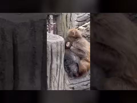 بانش يجد أصدقاء جدد: القرد الياباني يتفاعل مع قرناءه في حديقة إيتشيكاوا