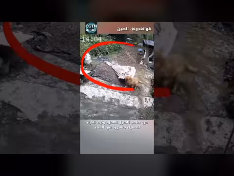 كلب ذكي يحمي قوت العائلة في الصين