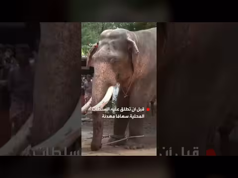 مقتل شخص وإصابة عدة في هجمة فيل في كيرالا