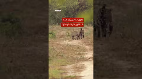 العلماء يوثقون مواء النمور للمرة الأولى