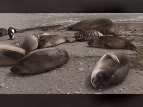 مساكن الحيوانات المذهلة: صيد تحت الثلج