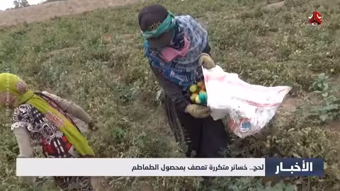 خسائر متكررة في محصول الطماطم في لحج