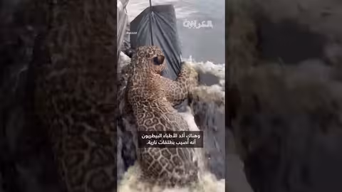 البرازيل: إنقاذ نمر صغير مصاب بطلقات نارية في نهر أمازونا