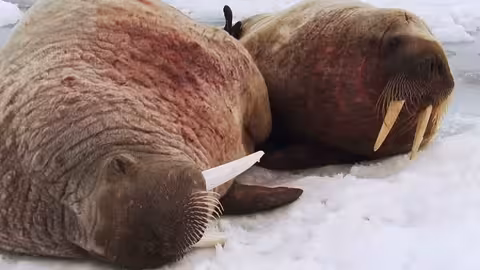 مواجهات الحياة البرية: أسلحة الطبيعة في صراع البقاء