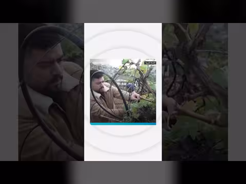 الاحتلال الإسرائيلي يقتلع 40 ألف شجرة عنب في الخليل