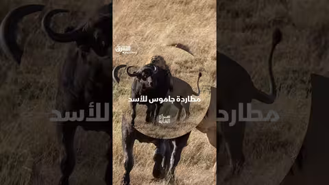 مطاردة أسد لجاموس