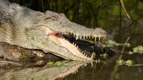 تحدي الطبيعة: معركة البقاء في أستراليا - الحلقة 1