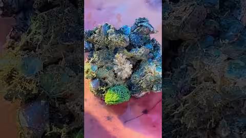 عجائب وغرائب يكشفها رجل الكهف اول مره ل ماريا قحطان