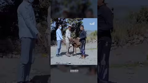 البقرة هذه مثل إبني مقلب البيطري والرعوي