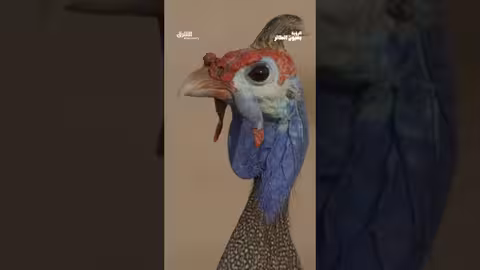 سلوك الدجاج: تعاون الأب والأم لإطعام الصغار