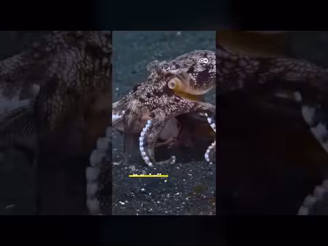 أسرار الدماغ عند الأخطبوط