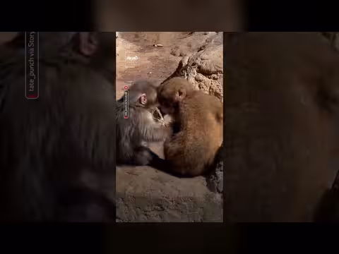 بانش القرد الياباني الشهير يعانق أنثى مكاك