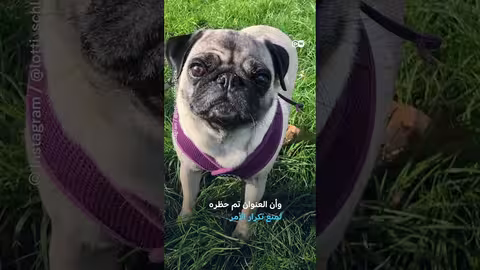 رسائل رسوم البث تصل إلى كلب في ألمانيا