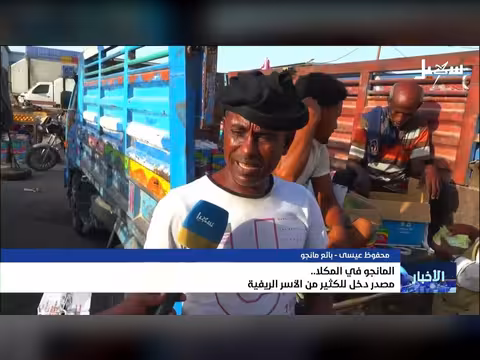 المانجو في المكلا مصدر دخل للأسر الريفية