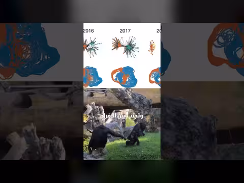 حرب أهلية بين الشمبانزي