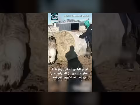 خروف صغير يصبح مساعداً ذكياً في المراعي الصينية