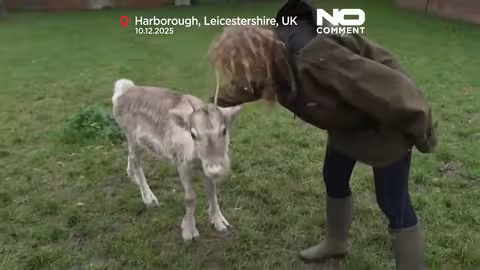 لارس: رنة تربى يدوياً في المملكة المتحدة ينضم إلى قطيع ويستعد لعيد الميلاد