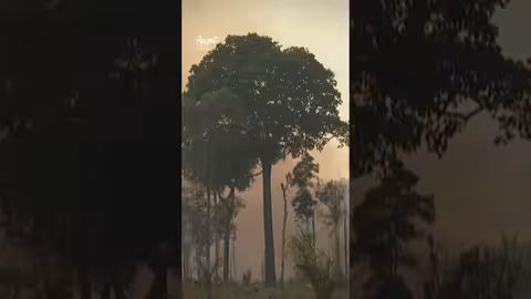 دراسة: إزالة الغابات تسببت في أكثر من 500 ألف وفاة