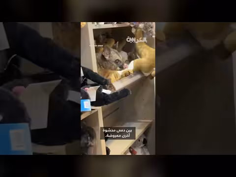 حيوان بري يتخفى بين الدمى في متجر بمطار تسمانيا