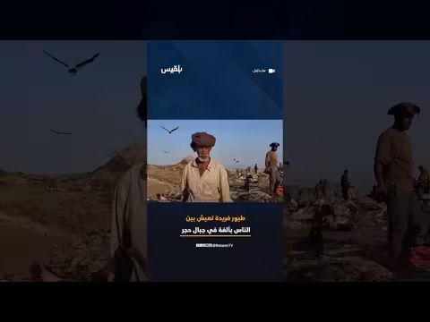 طائر سوعيدو في سقطرى نموذج فريد للتعايش