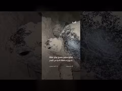 صانع محتوى مصري يوثق خروج سلحفاة نادرة في حضرموت