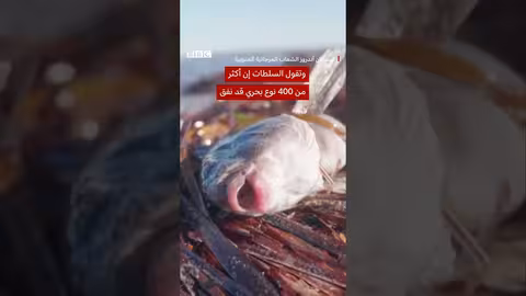 كارثة بيئية في أستراليا بسبب انتشار الطحالب