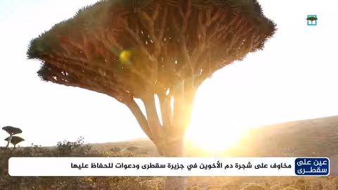 سقطرى: مخاوف من انقراض شجرة دم الأخوين بسبب التعديات والتغير المناخي