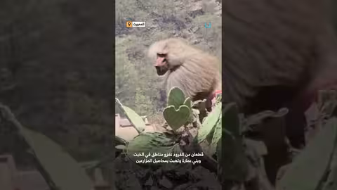 قطعان من القرود تغزو قرى المحويت