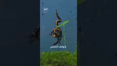 اتهامات أوروبية لروسيا باستخدام سم قاتل في وفاة نافالني