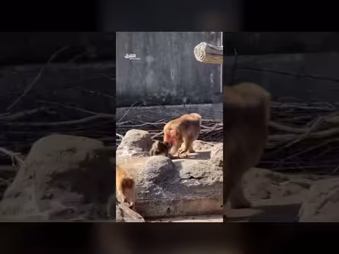 بانش القرد الوحيد: صداقات جديدة في عالم الإنترنت