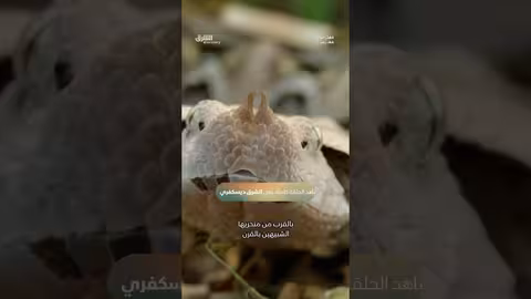 أقوى ثعبان في العالم: أفعى الغابون