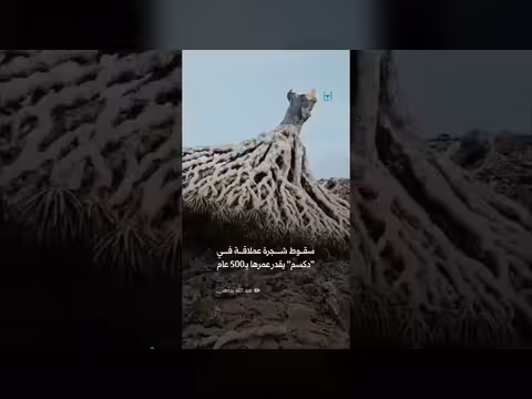 سقوط شجرة عملاقة في سقطرى عمرها 500 عام