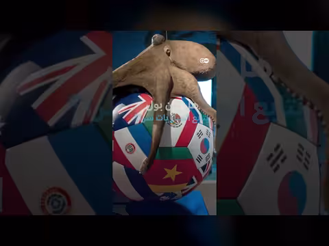حيوانات تتحدى المحللين في توقع المباريات