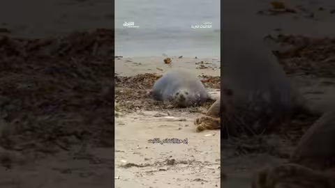 غرائز الأمومة القوية لدى حيوانات الفقمه الرمادية