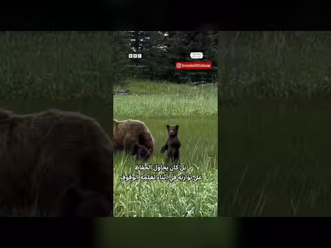 شبل دب يلوح بيده أثناء تعلمه الوقوف