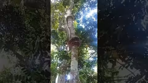 ثعبان يتسلق الشجرة بطريقته الخاصة