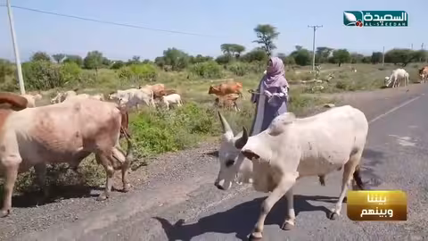 لما تشتغل راعي وتعامل الأبقار بإحترام زيادة عن اللزوم