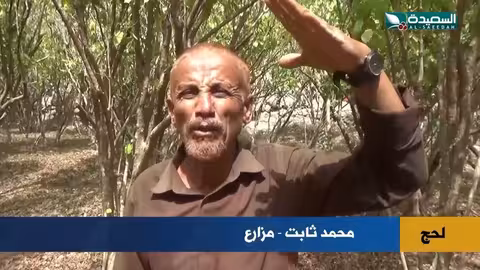 أسرة في ردفان تحافظ على شجرة بن عمرها مئات السنين