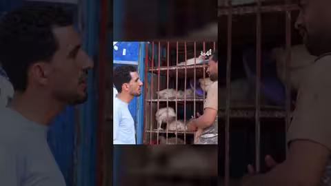 دجاج بقري وديك معه انستجرام كوميدي، اضحك من قلبك، المهرية، اليمن، حكاية رمضان