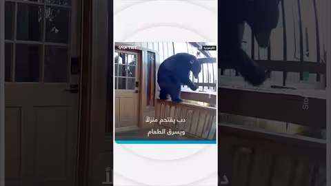 دب يقتحم منزلاً ويسرق الطعام