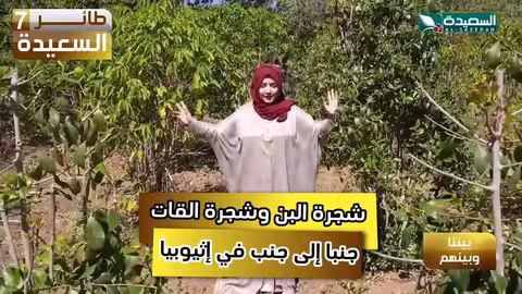 شجرة البن و شجرة القات. جنبا لجنب في إثيوبيا #طائر_السعيدة7 #رمضان #السعيدة