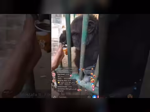 حارس يقدم القهوة لقرد في حديقة حيوان الفيوم