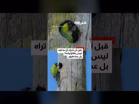 ببغاء داخل عمود هاتف خشبي يحير الأشخاص