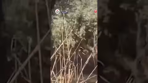 سرقة مستوطنين لثمار الزيتون في الخليل