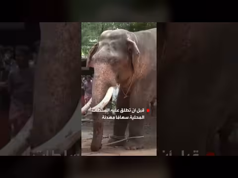مقتل شخص وإصابة عدة في هجمة فيل في كيرالا