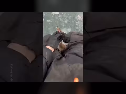 بطة تعلق في خيط الصيد: قصة غرابة في الطبيعة